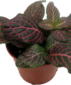 Mini Pink Veined Fittonia Nerve Plant - Live Houseplant - 2.5