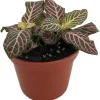 Mini Pink Veined Fittonia Nerve Plant - Live Houseplant - 2.5" Pot - Image 1
