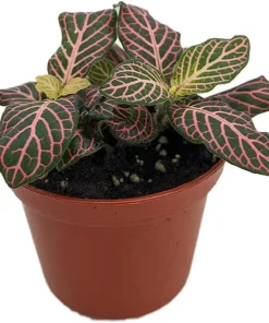 Mini Pink Veined Fittonia Nerve Plant - Live Houseplant - 2.5