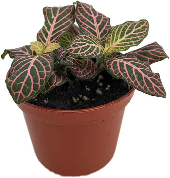 Mini Pink Veined Fittonia Nerve Plant - Live Houseplant - 2.5" Pot - Image 1