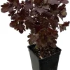 Mini Red Leaf Coleus Live Plant – 2.5" Pot – Easy Indoor Houseplant - Image 1