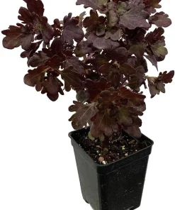 Mini Red Leaf Coleus Live Plant – 2.5