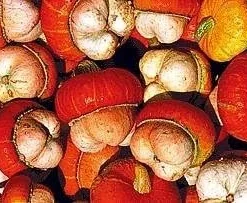 Mini Red Turban Gourd Seeds - 15 Seeds - Ornamental & Decorative - Image 2