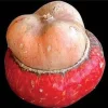 Mini Red Turban Gourd Seeds - 15 Seeds - Ornamental & Decorative - Image 1