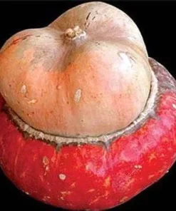 Mini Red Turban Gourd Seeds - 15 Seeds - Ornamental & Decorative - Image 1