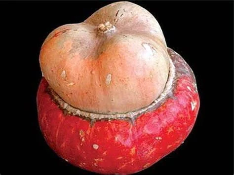 Mini Red Turban Gourd Seeds - 15 Seeds - Ornamental & Decorative - Image 1