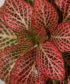 Mini Red Veined Nerve Plant - Fittonia Live Plant - 2.5" Pot - Indoor - Image 2