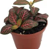 Mini Red Veined Nerve Plant - Fittonia Live Plant - 2.5" Pot - Indoor - Image 1