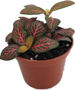 Mini Red Veined Nerve Plant - Fittonia Live Plant - 2.5