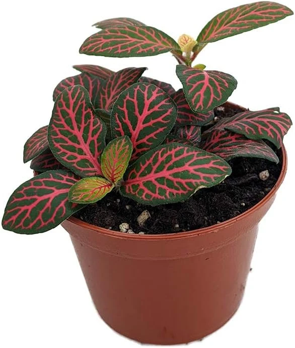 Mini Red Veined Nerve Plant - Fittonia Live Plant - 2.5" Pot - Indoor - Image 1
