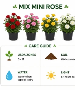Mini Rose Live Plant - Random Color, 4-6 Inches Tall in 4 Inch Pot for Indoor/Outdoor - Image 4