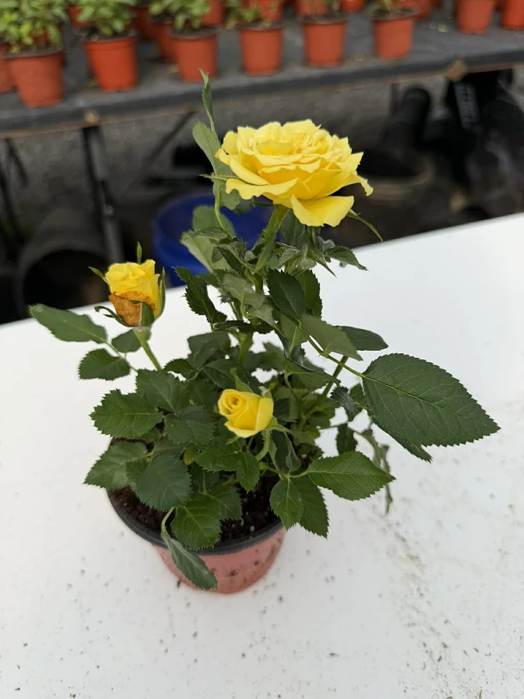 Mini Rose Live Plant - Random Color, 4-6 Inches Tall in 4 Inch Pot for Indoor/Outdoor - Image 7