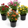 Mini Rose Live Plant - Random Color, 4-6 Inches Tall in 4 Inch Pot for Indoor/Outdoor - Image 1