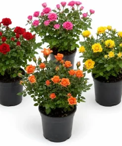 Mini Rose Live Plant - Random Color, 4-6 Inches Tall in 4 Inch Pot for Indoor/Outdoor - Image 1