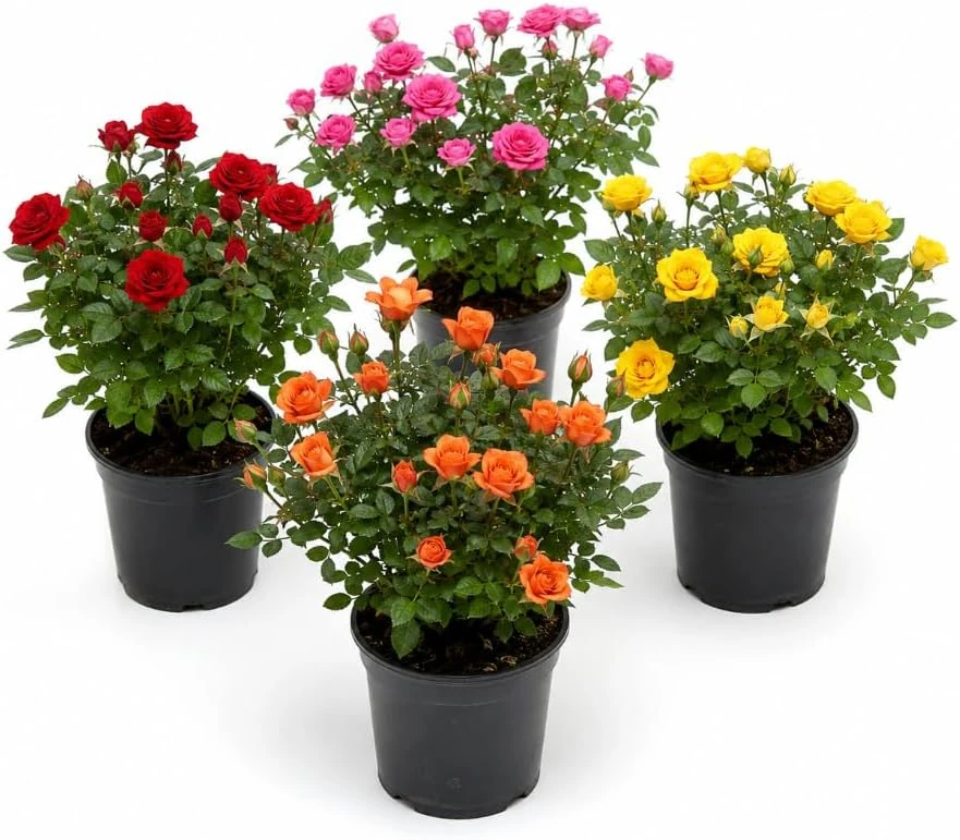 Mini Rose Live Plant - Random Color, 4-6 Inches Tall in 4 Inch Pot for Indoor/Outdoor - Image 1