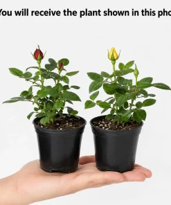 Mini Rose Live Plant Set of 2, 4-6 In Tall, 4 In Pots, Random Color Flowering Bushes - Image 4