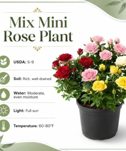 Mini Rose Live Plant Set of 2, 4-6 In Tall, 4 In Pots, Random Color Flowering Bushes - Image 5
