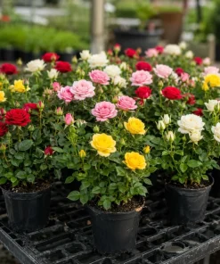 Mini Rose Live Plant Set of 2, 4-6 In Tall, 4 In Pots, Random Color Flowering Bushes - Image 6