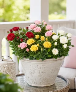 Mini Rose Live Plant Set of 2, 4-6 In Tall, 4 In Pots, Random Color Flowering Bushes - Image 7