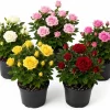 Mini Rose Live Plant Set of 2, 4-6 In Tall, 4 In Pots, Random Color Flowering Bushes - Image 1