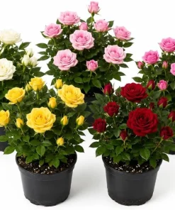 Mini Rose Live Plant Set of 2, 4-6 In Tall, 4 In Pots, Random Color Flowering Bushes - Image 1