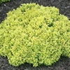Mini Saffron Barberry Live Plant, 4" Pot, Yellow Foliage, Zones 4-8 - Image 1