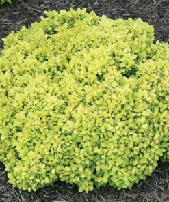 Mini Saffron Barberry Live Plant, 4