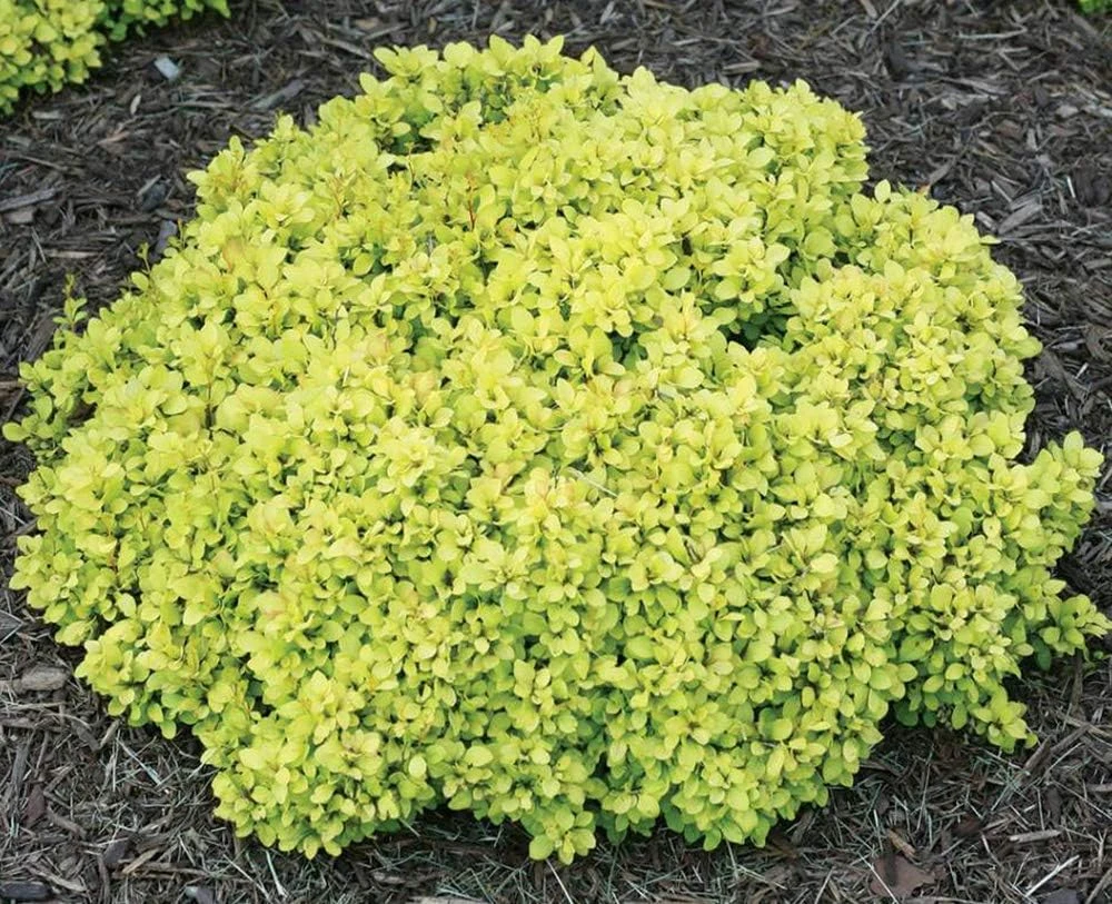 Mini Saffron Barberry Live Plant, 4" Pot, Yellow Foliage, Zones 4-8 - Image 1