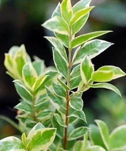 Mini Variegated Biblical Myrtle Live Plant - 2.5