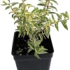 Mini Variegated Biblical Myrtle Live Plant - 2.5" Pot - Fairy Garden, Houseplant - Image 1