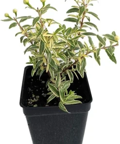 Mini Variegated Biblical Myrtle Live Plant - 2.5
