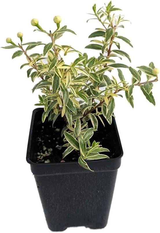 Mini Variegated Biblical Myrtle Live Plant - 2.5" Pot - Fairy Garden, Houseplant - Image 1