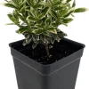 Mini Variegated Euonymus Live Plant – Easy Houseplant – 2.5" Pot - Image 1