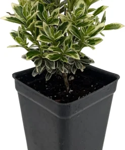 Mini Variegated Euonymus Live Plant – Easy Houseplant – 2.5