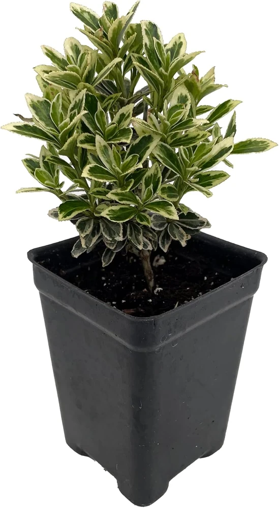 Mini Variegated Euonymus Live Plant – Easy Houseplant – 2.5" Pot - Image 1