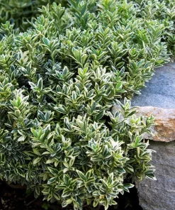 Mini Variegated Euonymus Live Plant – Easy Houseplant – 2.5" Pot - Image 2