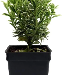 Mini Variegated Euonymus Live Plant – Easy Houseplant – 2.5