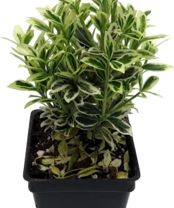 Mini Variegated Euonymus Live Plant – Easy Houseplant – 2.5
