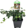 Miniature Abundance English Ivy Live Plant – 2.5 inch Pot – Terrarium, Fairy Garden, Houseplant - Image 1