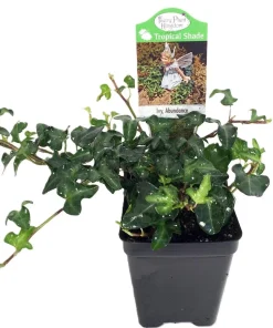Miniature Abundance English Ivy Live Plant – 2.5 inch Pot – Terrarium, Fairy Garden, Houseplant - Image 1
