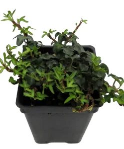 Miniature Abundance English Ivy Live Plant – 2.5 inch Pot – Terrarium, Fairy Garden, Houseplant - Image 2