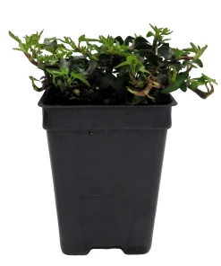 Miniature Abundance English Ivy Live Plant – 2.5 inch Pot – Terrarium, Fairy Garden, Houseplant - Image 3
