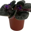 Miniature African Violet 'Comanche' Live Plant – 2.5" Pot – Indoor Flowering - Image 1