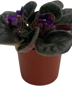 Miniature African Violet 'Comanche' Live Plant – 2.5