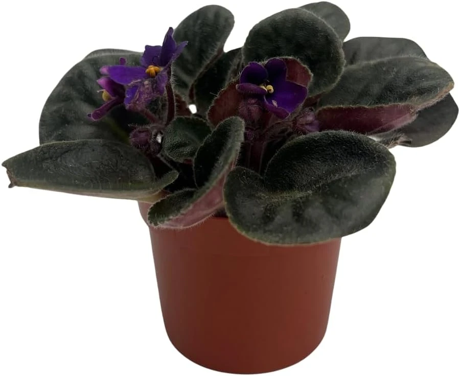 Miniature African Violet 'Comanche' Live Plant – 2.5" Pot – Indoor Flowering - Image 1