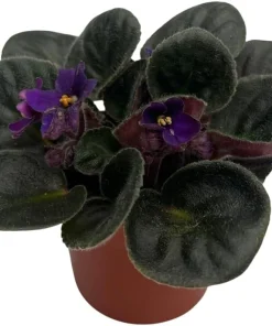Miniature African Violet 'Comanche' Live Plant – 2.5" Pot – Indoor Flowering - Image 2
