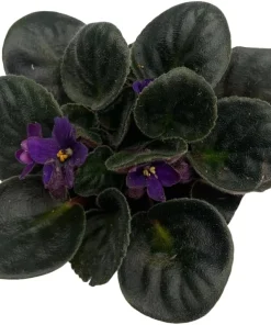 Miniature African Violet 'Comanche' Live Plant – 2.5
