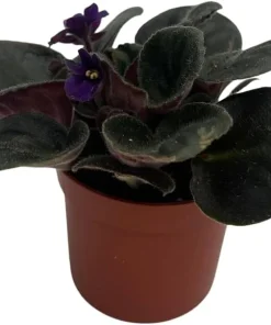 Miniature African Violet 'Comanche' Live Plant – 2.5