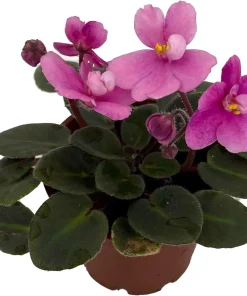 Miniature African Violet Live Plant - 2 Inch Pot - Indoor Flowering Houseplant - Image 2