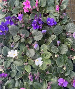 Miniature African Violet Live Plant - 2 Inch Pot - Indoor Flowering Houseplant - Image 3